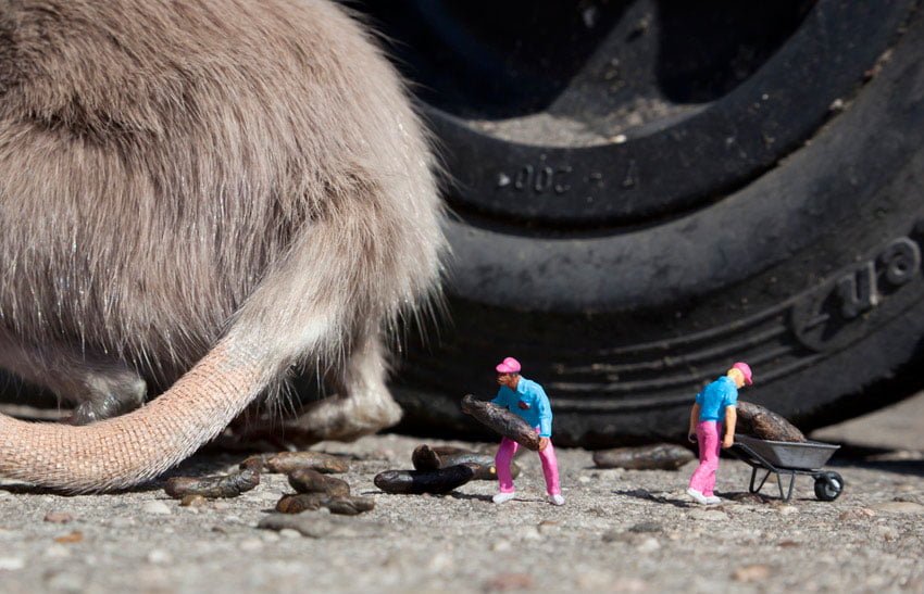 Detalle de los excrementos de la rata