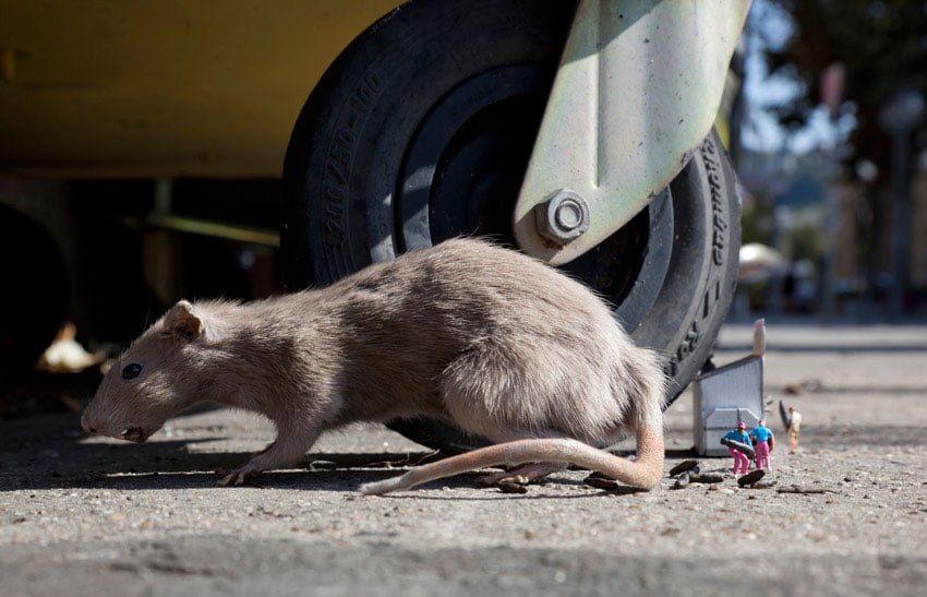 La comida basura es una rata