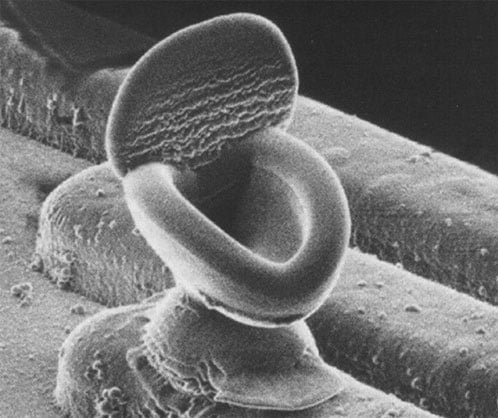 Micrografia