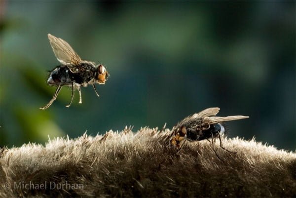 Fotografia alta velocidad de insectos