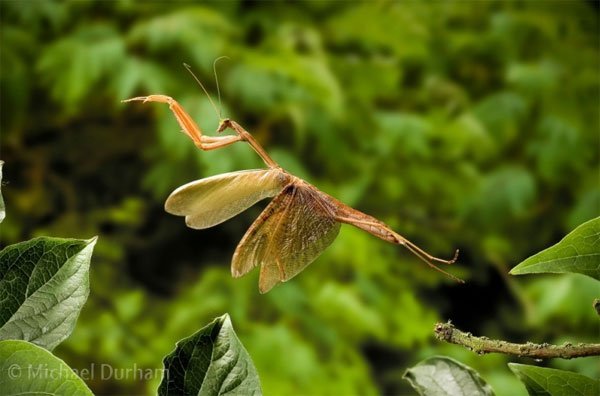 Fotografia alta velocidad de insectos