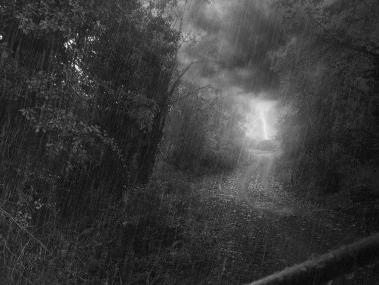bosque-lluvia
